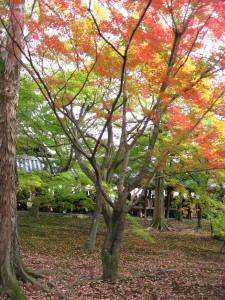 東福寺5
