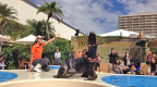 2013jHStrip_38